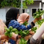 DWP BKN Kembangkan Hidroponik, Manfaatkan Botol Bekas untuk Ketahanan Pangan